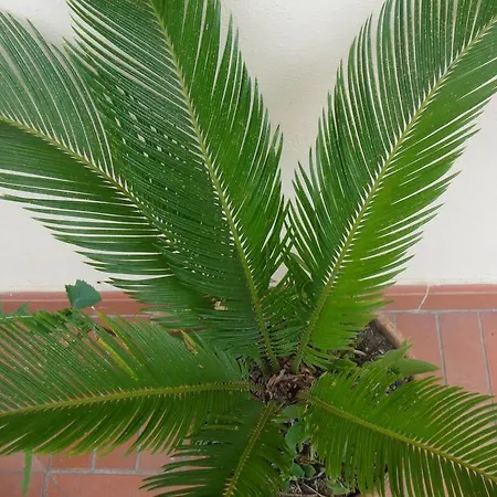 Appartement Damammasara *